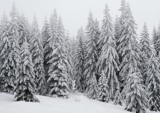 🎁 Le cadeau de Noël parfait pour les voyageurs : un carnet de voyage